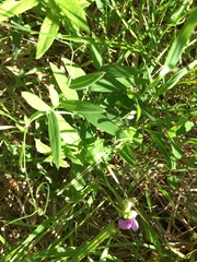 Lathyrus palustris