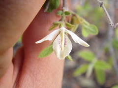 Carlowrightia