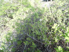 Carlowrightia