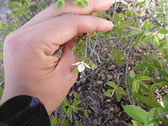 Carlowrightia
