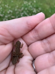 Anaxyrus americanus