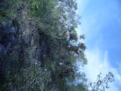 Pseudosmodingium virletii