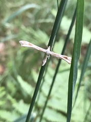Gillmeria pallidactyla