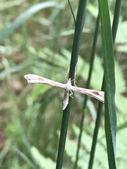 Gillmeria pallidactyla