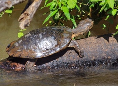 Phrynops williamsi