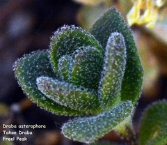Draba asterophora