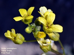 Draba asterophora