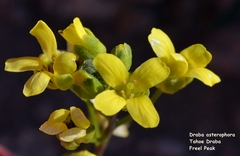 Draba asterophora
