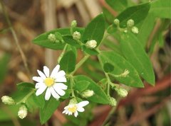 Aster baccharoides