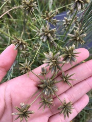 Cyperus elegans