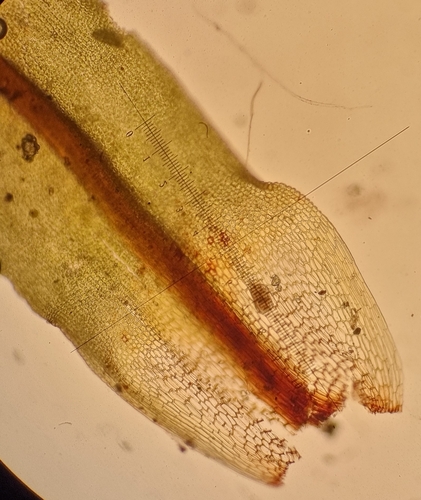 Image of Encalypta pilifera by no rights reserved