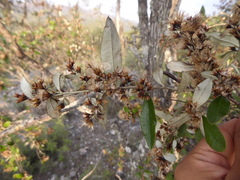 Nahuatlea hypoleuca