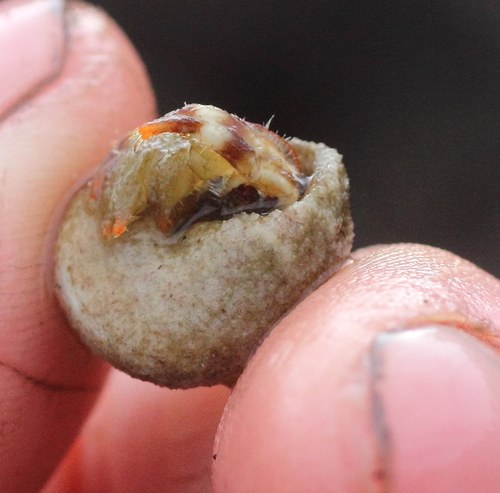 Pagurus caurinus