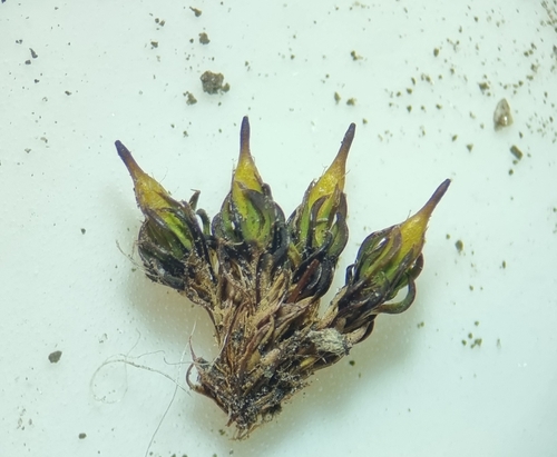 Image of Encalypta pilifera by no rights reserved
