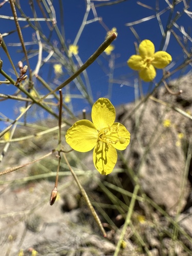 Chylismia multijuga (Chylismia multijuga)
