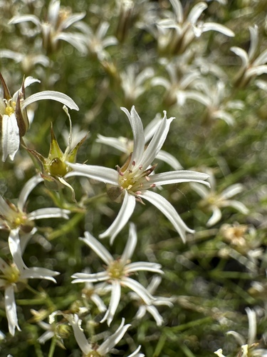 Image of Eremogone stenomeres by (c) Matt Berger, some rights reserved (CC BY)