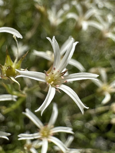 Meadow Valley sandwort (Eremogone stenomeres)