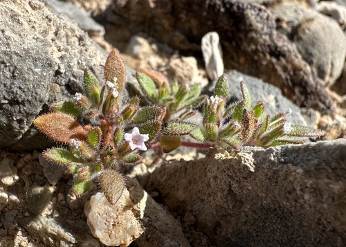 Eggleaf fiddleleaf (Nama pusilla)