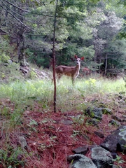 Odocoileus virginianus carminis