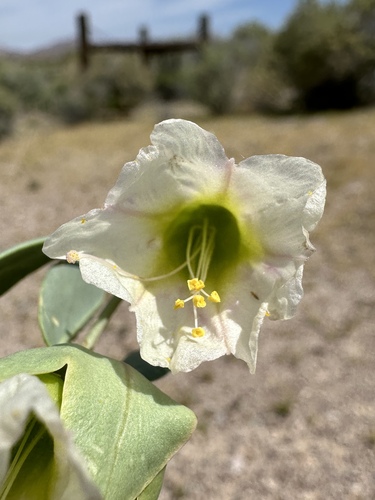 Image of Mirabilis pudica by (c) Matt Berger, some rights reserved (CC BY)