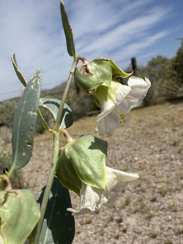 Image of Mirabilis pudica by (c) Matt Berger, some rights reserved (CC BY)