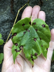 Phyllosticta ampelicida