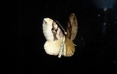 Xanthorhoe semifissata