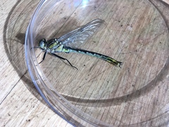 Arigomphus cornutus