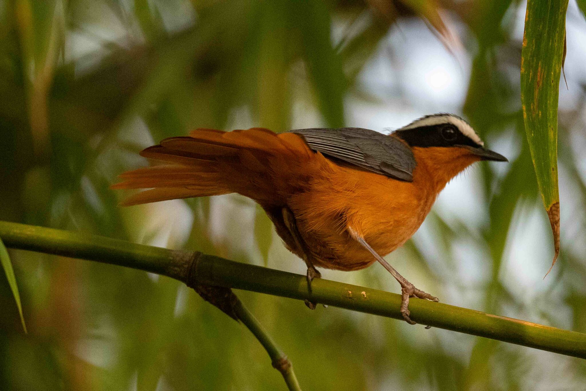White-browed Robin-Chat illustration