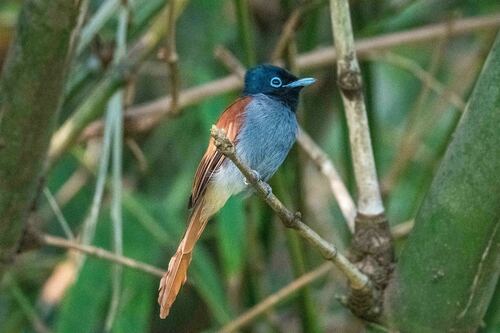 African Paradise Flycatcher (Terpsiphone viridis), photo 10