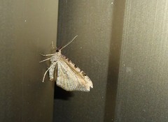 Xanthorhoe semifissata