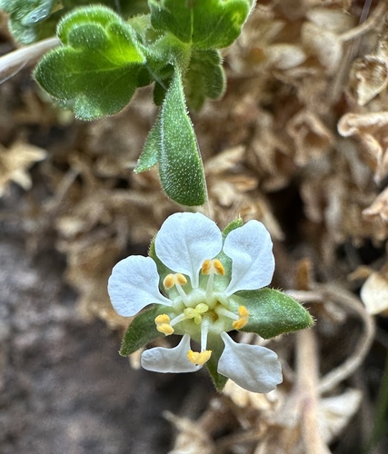 Image of Ivesia arizonica by (c) Matt Berger, some rights reserved (CC BY)