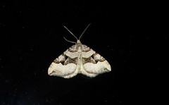 Xanthorhoe semifissata