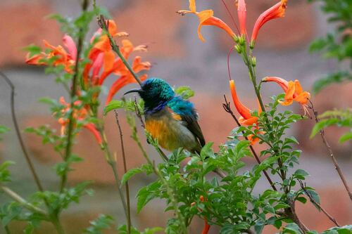 Variable Sunbird (Cinnyris venustus), photo 9
