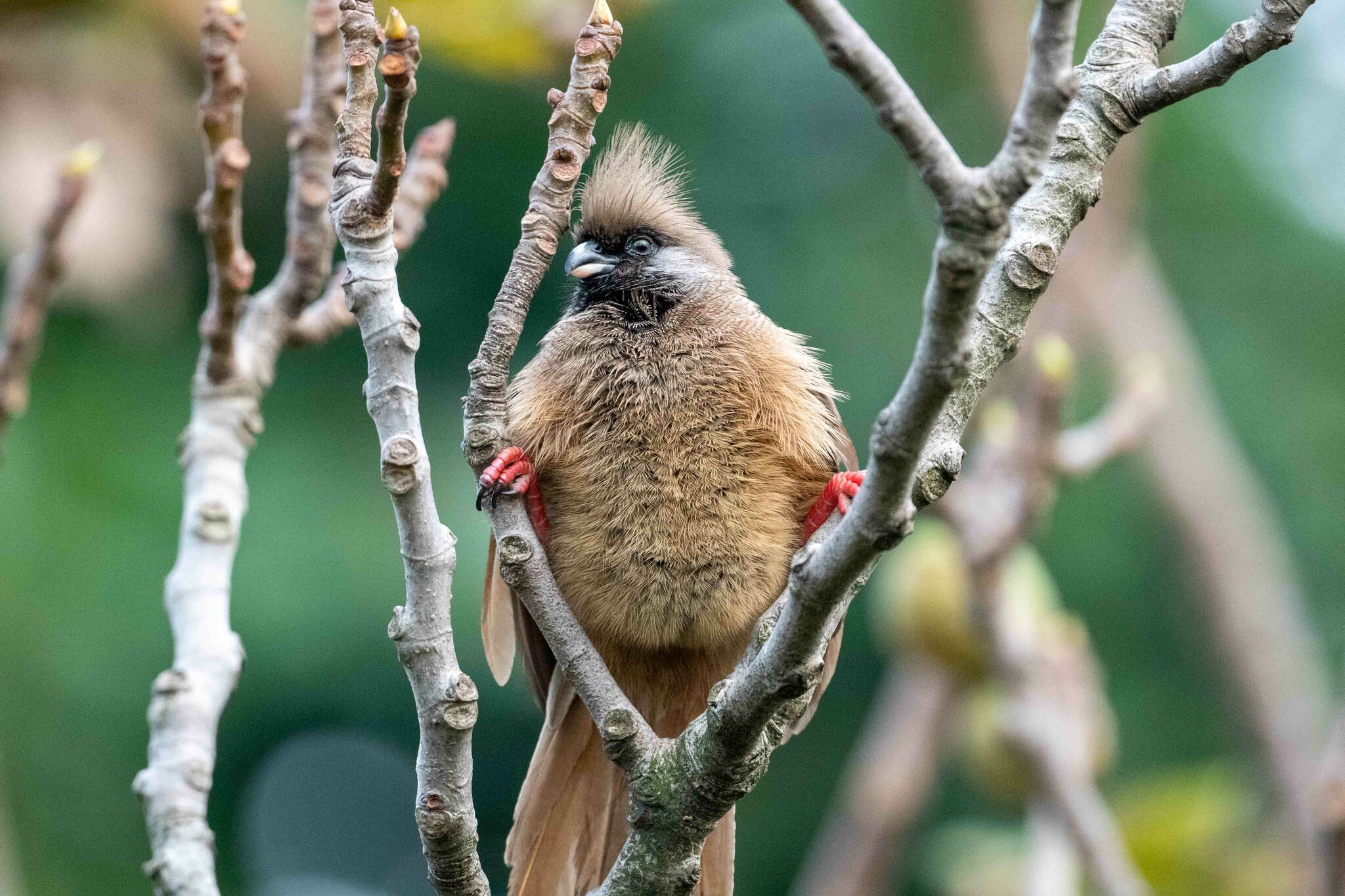 Speckled Mousebird illustration