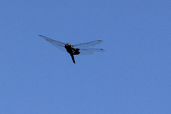 Tramea lacerata