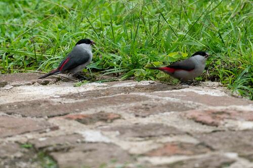 Black-crowned Waxbill (Estrilda nonnula), photo 7