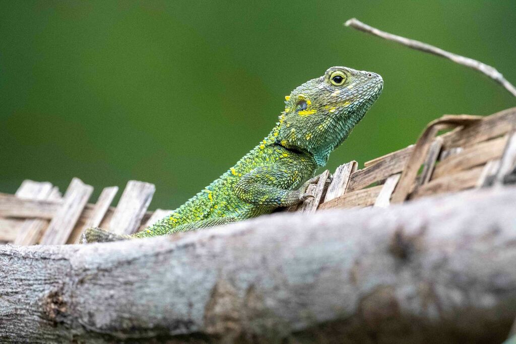 Kivu Blue-headed tree agama