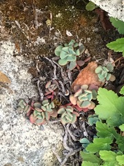 Sedum paradisum