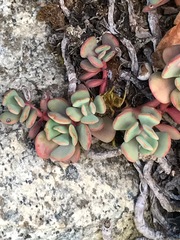 Sedum paradisum
