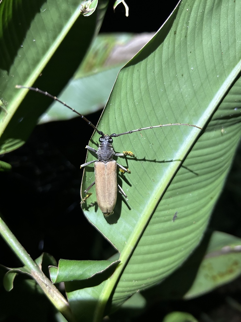 Jupoata rufipennis