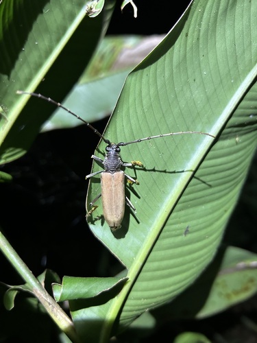 Jupoata rufipennis