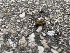 Anaxyrus americanus