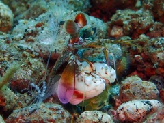 Odontodactylus latirostris