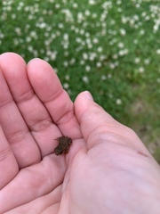 Anaxyrus americanus