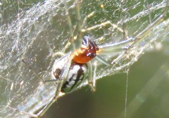 Frontinella huachuca