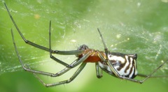 Frontinella huachuca