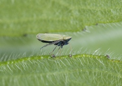 Verdanus