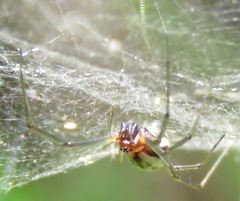 Frontinella huachuca
