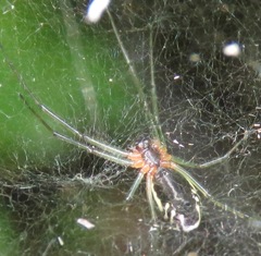 Frontinella huachuca